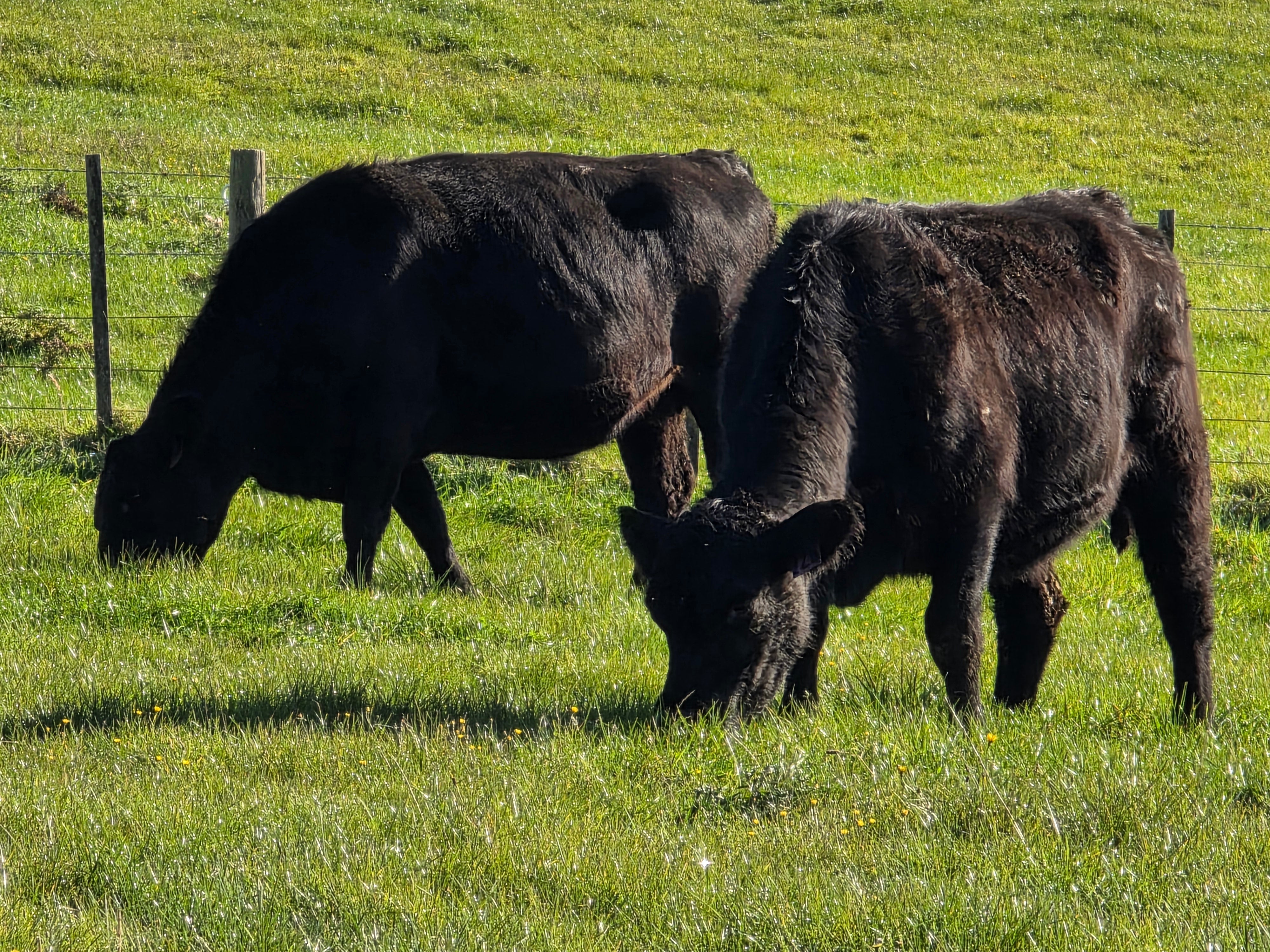 Why Grass-Raised Beef Tastes Better (And Why It Matters)